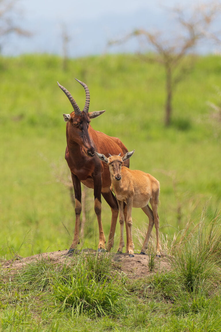 Antelope and calf standing on grassy hilltop.